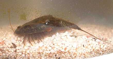 Triops with eggs