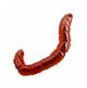 Bloodworm