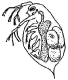 Water fleas (Daphnia)