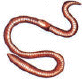Earthworm