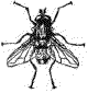 Flies