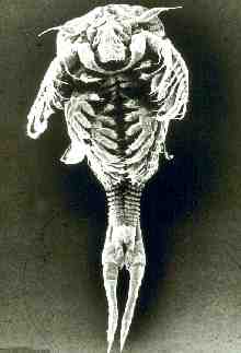 Triops larva at 24 hours