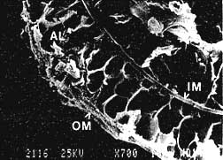 Cross section of triops egg