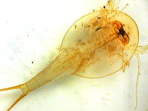 Triops shed skin