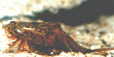 Triops reproductive diversity