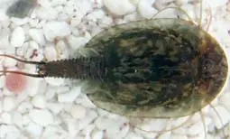 Tadpole shrimps (Triops) as a reminder of prehistoric times in