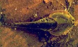 Triops cancriformis - Wikipedia, la enciclopedia libre