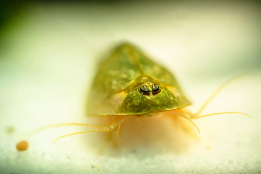 TRIOPS TRIASSIC - Contient des oeufs, de la Algeria