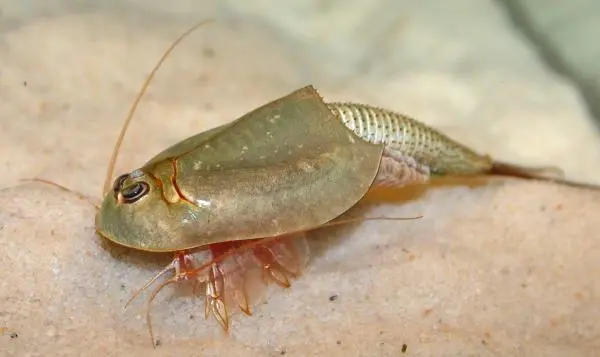 Triops — Wikipédia