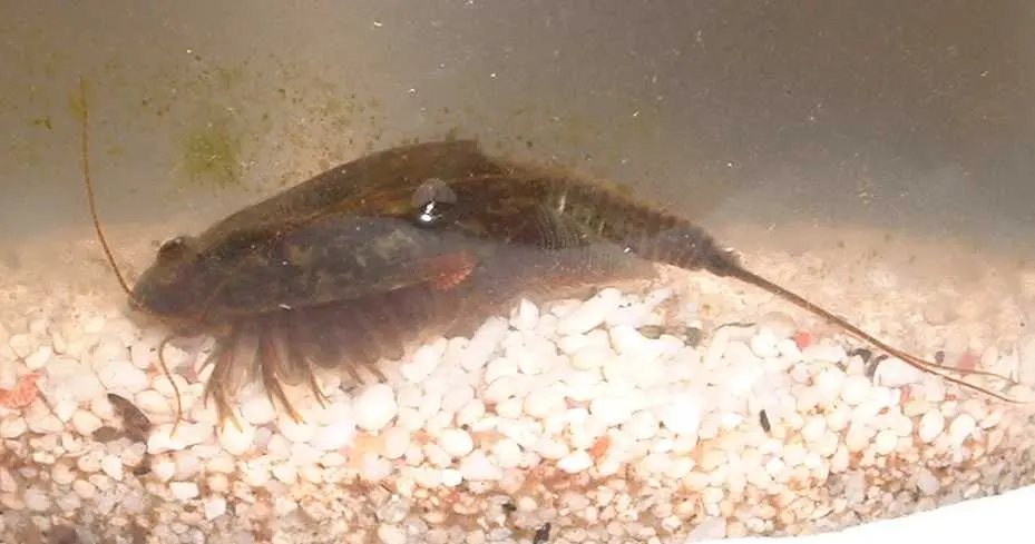 Triops Cancriformis Simplex LB Avec Env. 50 Oeufs Inclus Nourriture