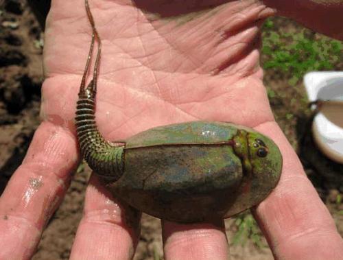 B-Aqua - Triops cancriformis