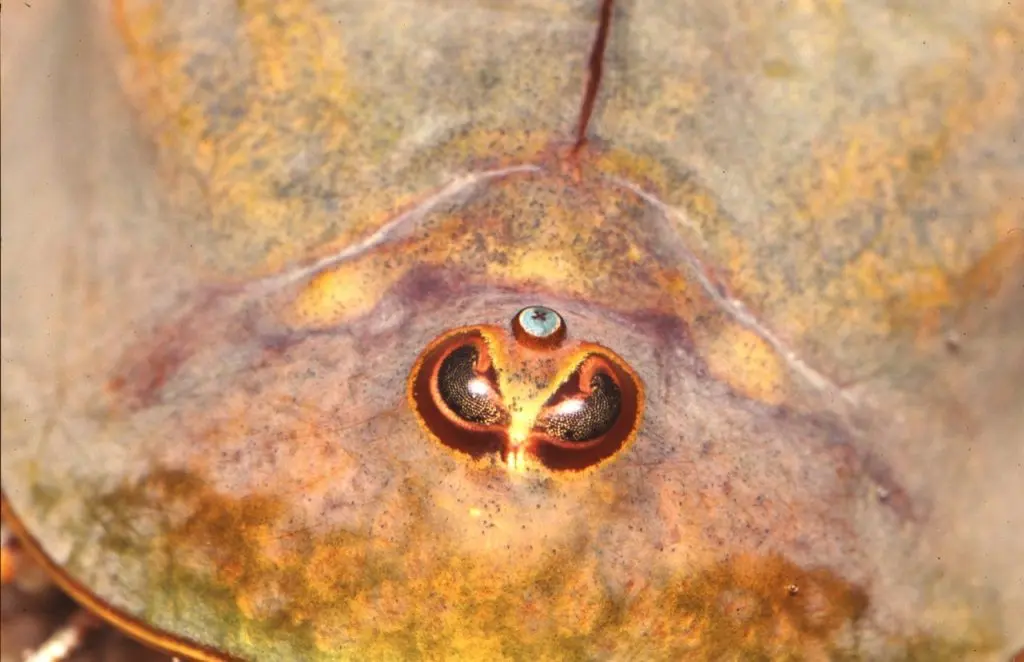 Bac Aquarium Triops